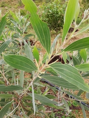 Juliflorae