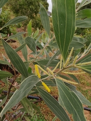 Juliflorae