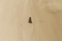 Microcentrus perditus