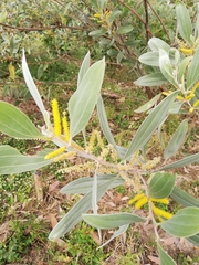 Juliflorae