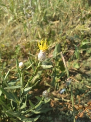 Centaurea chartolepis