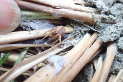 Porrhothele antipodiana