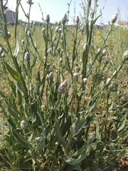 Centaurea chartolepis