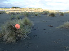 Porrhothele antipodiana