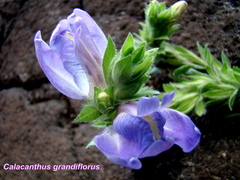 Calacanthus grandiflorus