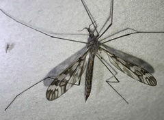 Tipula trivittata
