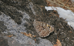 Hipparchia volgensis