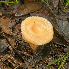 Singerocybe clitocyboides