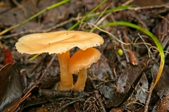 Singerocybe clitocyboides