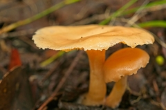 Singerocybe clitocyboides