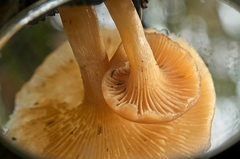 Singerocybe clitocyboides