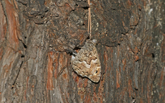 Hipparchia volgensis