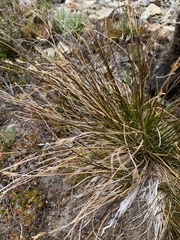 Juncus parryi