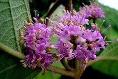Callicarpa tomentosa