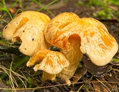 Cortinarius sinapicolor