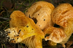 Cortinarius sinapicolor