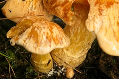 Cortinarius sinapicolor