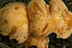 Cortinarius sinapicolor