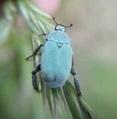 Hoplia parvula