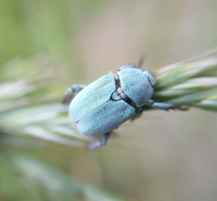 Hoplia parvula