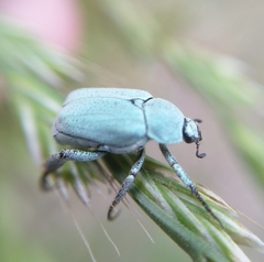 Hoplia parvula