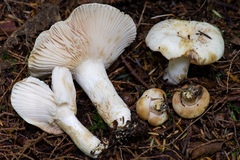 Russula crassotunicata