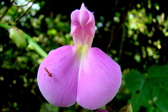 Canavalia ensiformis