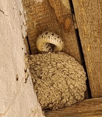 Hemorrhois ravergieri