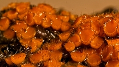 Cheilymenia raripila