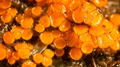 Cheilymenia raripila