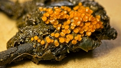 Cheilymenia raripila