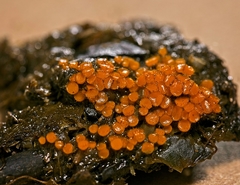 Cheilymenia raripila