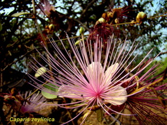 Capparis zeylanica