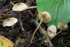 Entoloma propinquum