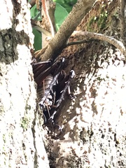 Deinacrida heteracantha