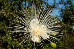 Capparis moonii