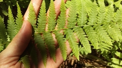 Coryphopteris simulata