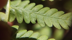 Coryphopteris simulata