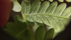 Coryphopteris simulata