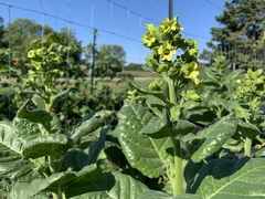 Nicotiana tabacum