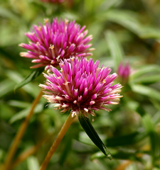 Gomphrena canescens