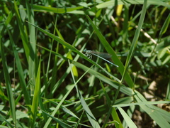 Platycnemis pennipes