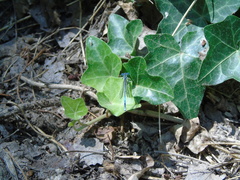 Platycnemis pennipes