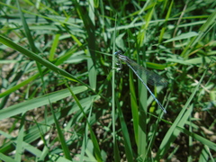 Platycnemis pennipes