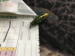 Chrysochroa fulgidissima