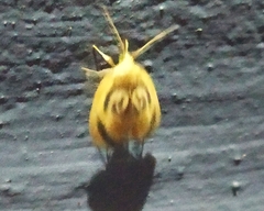 Trischalis subaurana