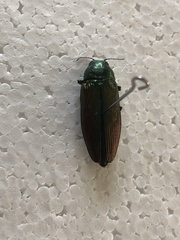 Eurythyrea aurata