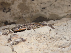 Darevskia defilippii