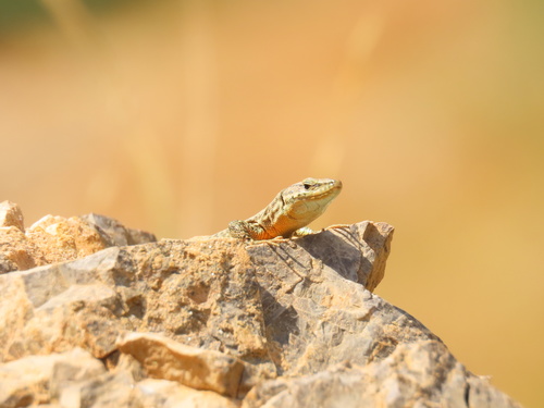 Alborz Lizard