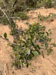 Pteleopsis myrtifolia